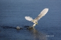 Egret;Flight;Snowy-Egret;Egretta-thula;One;one-animal;avifauna;bird;birds;feathe